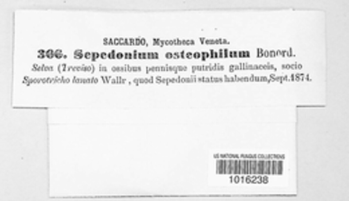 Sepedonium osteophilum image